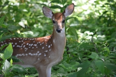 Odocoileus virginianus