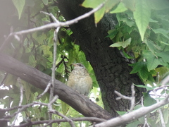Turdus rufopalliatus