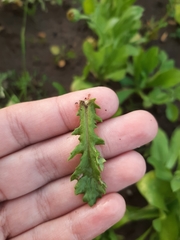 Senecio vulgaris