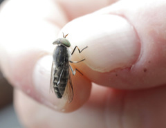 Tabanus maculicornis