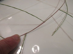 Schedonnardus paniculatus