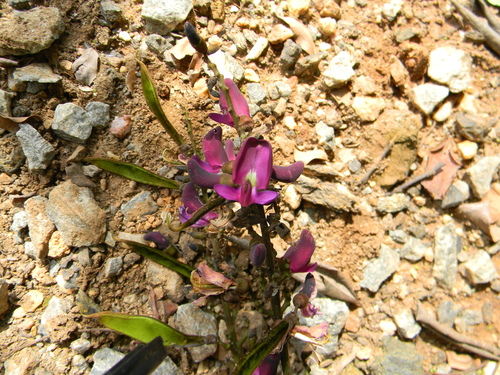 Millettia mannii