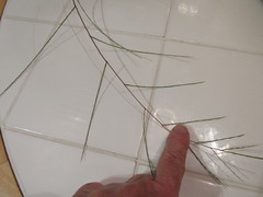 Schedonnardus paniculatus