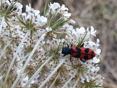 Trichodes umbellatarum