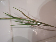 Schedonnardus paniculatus