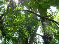 Dracaena arborea image