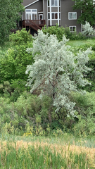 Elaeagnus angustifolia