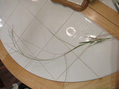 Schedonnardus paniculatus