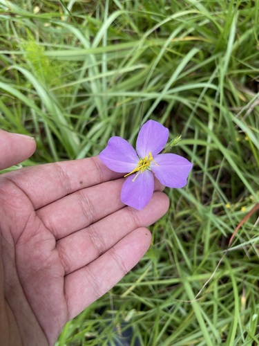 Image of Rhexia cubensis by (c) Brandon Corder, some rights reserved (CC BY)