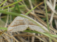 Scotopteryx