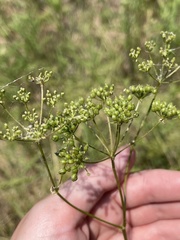 Polytaenia nuttallii