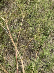 Polytaenia nuttallii