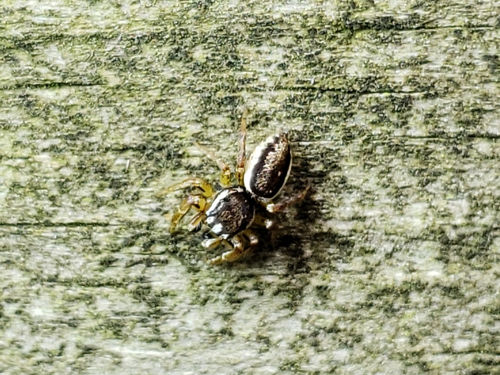 Yellowleg Jumping Spider