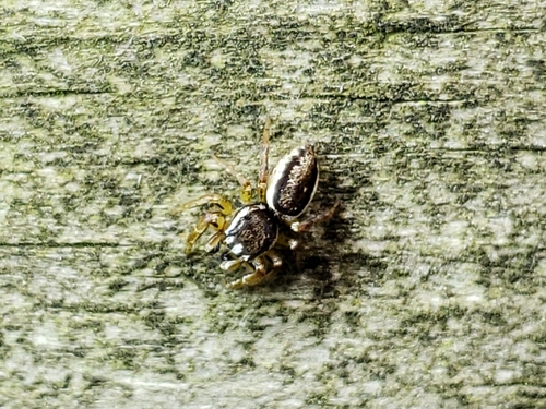 Yellowleg Jumping Spider