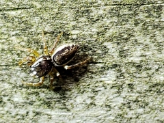 Pelegrina flavipes