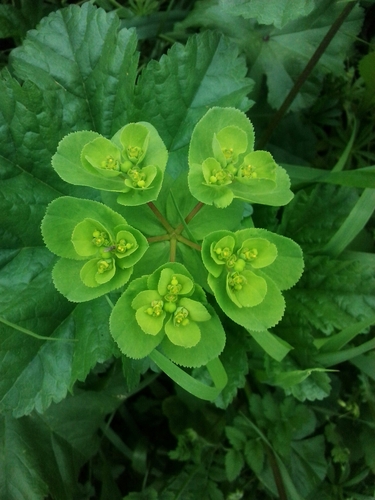 Sun spurge