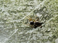 Pelegrina flavipes