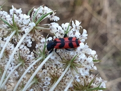Trichodes umbellatarum