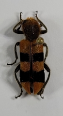Trichodes bibalteatus
