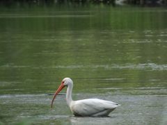 Eudocimus albus
