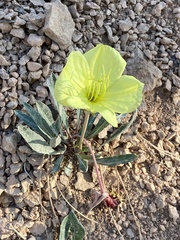 Oenothera howardii