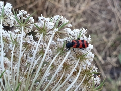 Trichodes umbellatarum