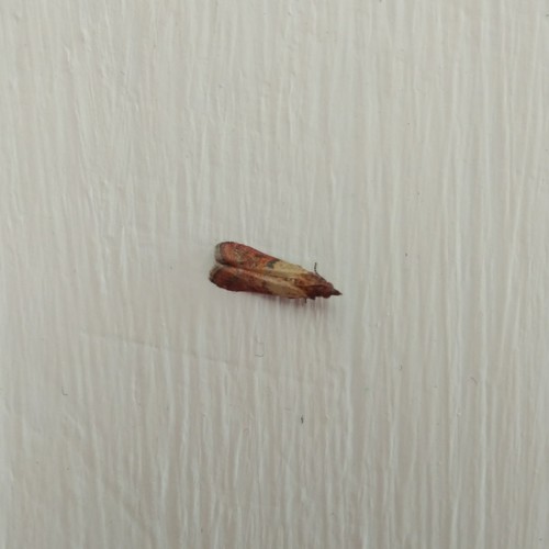 Photo of Indian-Meal Moth (Plodia interpunctella)
