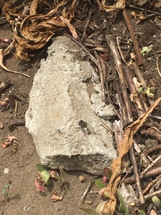 Habropoda miserabilis