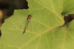 Ischnura denticollis