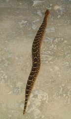 Bitis arietans arietans