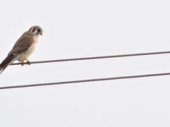 Falco sparverius