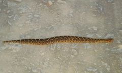 Bitis arietans arietans