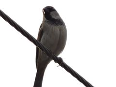Passer domesticus