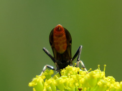 Protichneumon grandis