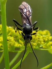 Protichneumon grandis