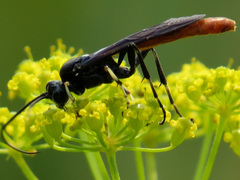 Protichneumon grandis