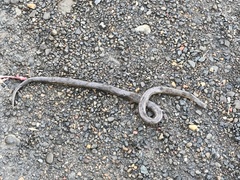 Hydromorphus concolor