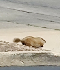 Marmota monax