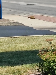 Marmota monax