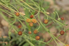 Helenium thurberi