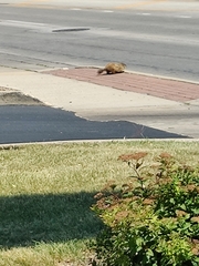Marmota monax