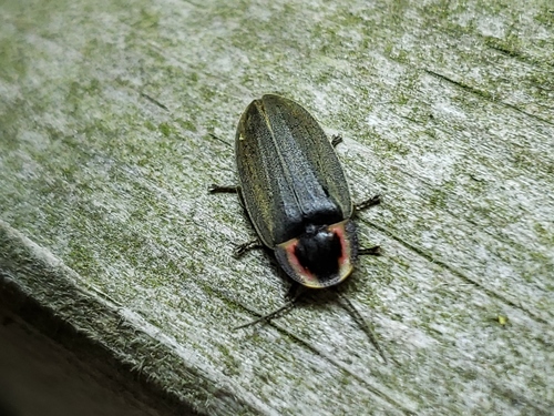 Winter Firefly photo 6