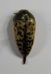 Acmaeodera auritincta