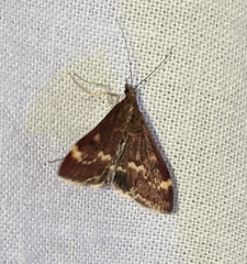 Pyrausta nicalis