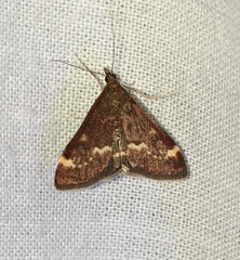 Pyrausta nicalis