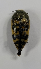 Acmaeodera auritincta