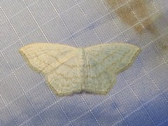 Scopula junctaria