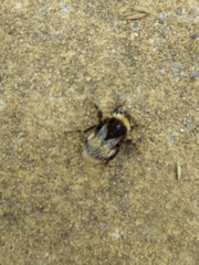 Bombus terrestris