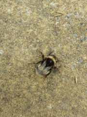 Bombus terrestris