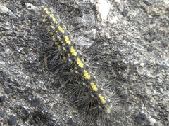 Setina aurita